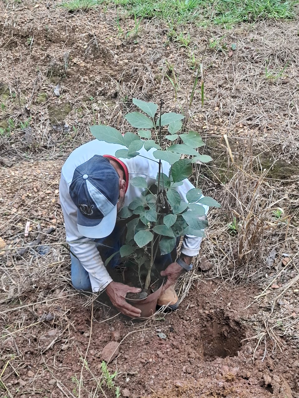 DIA DE PLANTAR IPÊS 