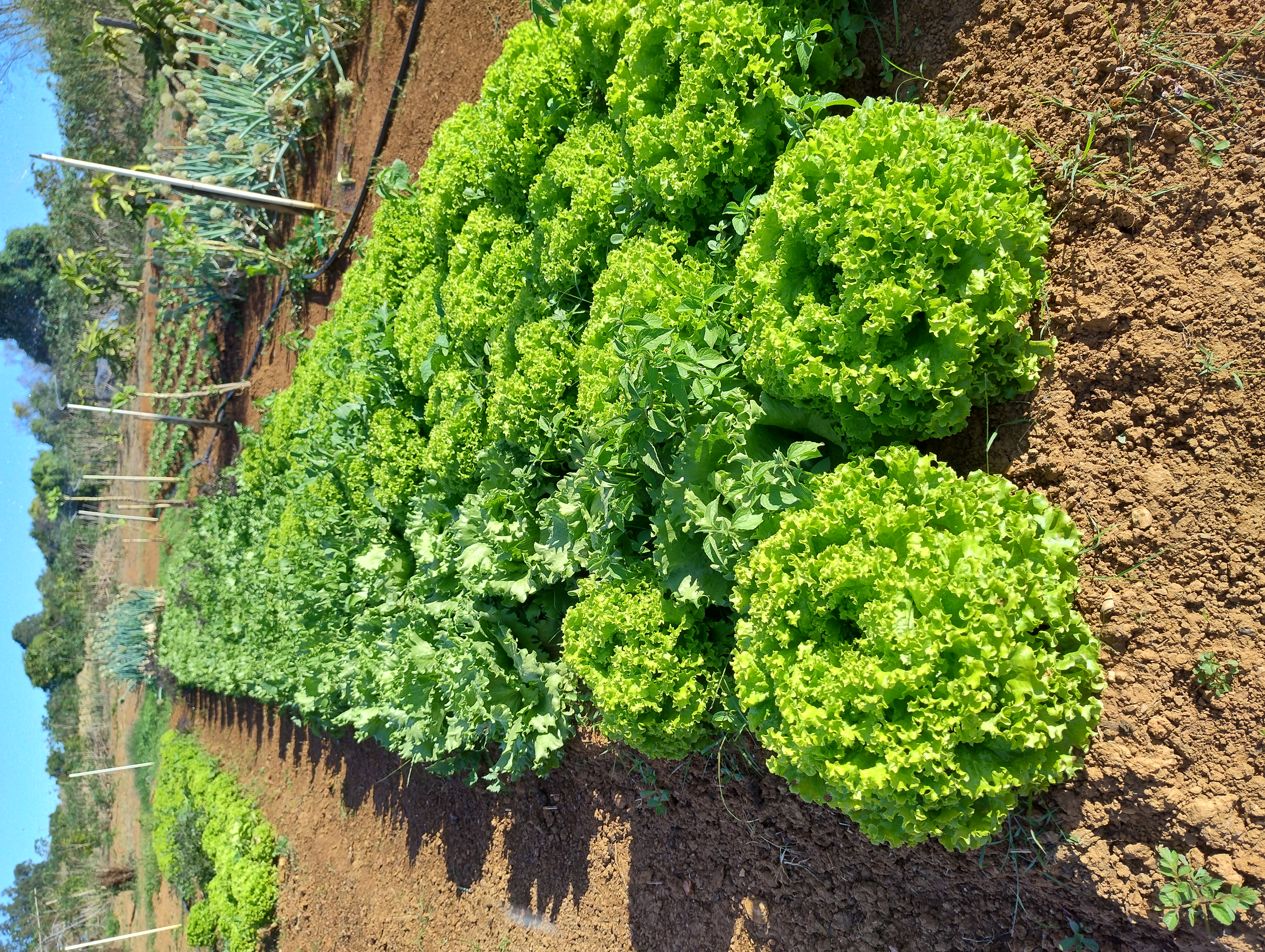 HORTA SOLIDÁRIA DO INSTITUTO DO AMOR