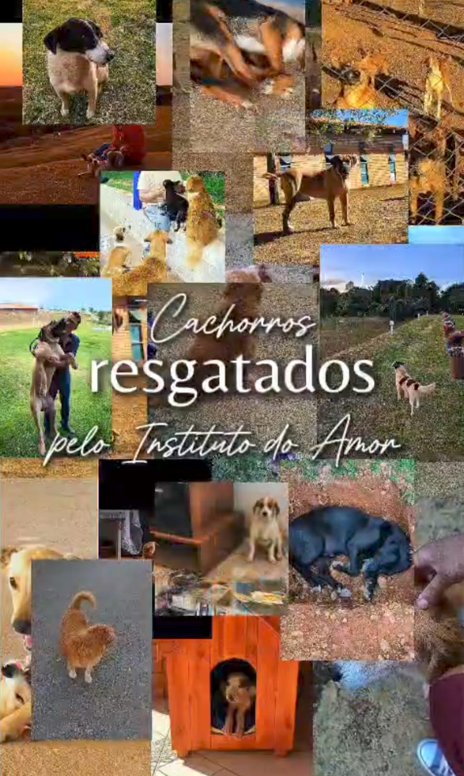 CÃES RESGATADOS